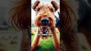 Airedale Terrier Breed Facts [upl. by Pansy]