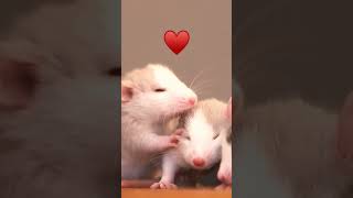 Cute Baby Rats Pets [upl. by Oznol573]