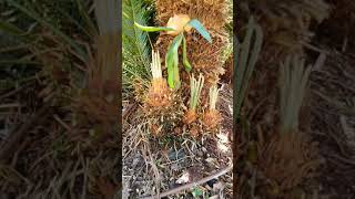 Cycad Pup Removal For Beginners Part Two [upl. by Butch359]