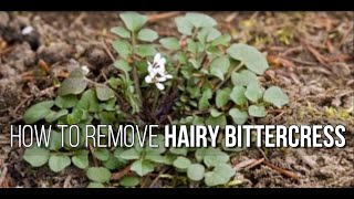 How to weed out Hairy Bittercress [upl. by Krystalle]