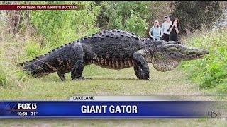 Video of giant Florida alligator goes viral [upl. by Kiker]