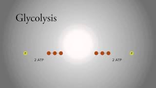 Glycolysis [upl. by Assela385]