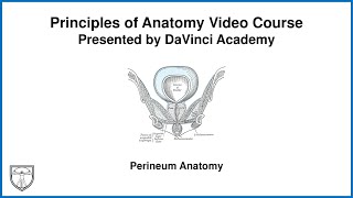 Perineum Anatomy Pelvis Anatomy 4 of 11 [upl. by Anna-Diana]