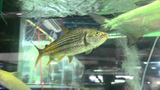 Freshwater Atlantic tarponMegalops atlanticus and Hydrocynus Vittatus  Chatuchak Market Bangkok [upl. by Calvin626]