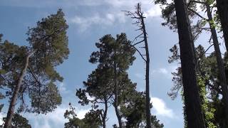 Olivesided flycatchers song [upl. by Hein]