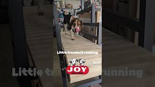 Treadmill training fueledbyjoy JOYDogFood beagles harehunting rabbithunting houndsmen [upl. by Ario864]