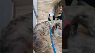 Dina1 besteht den Katzentest tierschutz animals doglover [upl. by Arahahs]