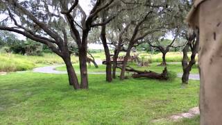 Kilimanjaro Safaris at Animal Kingdom 1062014 [upl. by Moshe586]