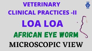 African Eye Worm  Loa loa  Veterinary Parasitology  Helminthology [upl. by Tammie]