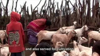 Livestock life and livelihoods among women and men in East Africa [upl. by Handel770]