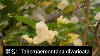 第一百二十八集：狗牙花 Tabernaemontana divaricata [upl. by Ponce]