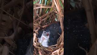 Mother Bird Keeps Chicks Safe From Thunderbolt amp Heavy Rainstorm – Soaked Waterhen in Rain [upl. by Tyree]