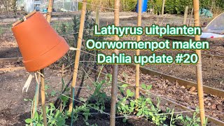 Mijn moestuin avontuur 20 Lathyrus uitplanten oorwormenpot maken en dahlia update [upl. by Adnolor]