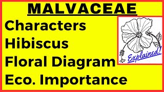 Malvaceae Family Characteristics Floral diagram  Hibiscus flower drawing  rosa sinensis practical [upl. by Curren]