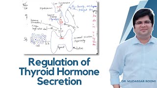 Regulation of the Thyroid Hormone secretion  Thyroid Gland  Endocrine Physiology  Endocrinology [upl. by Hirai42]