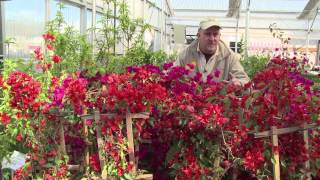 Growing Bougainvilleas [upl. by Natalee73]