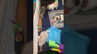 Our Havanese puppies are almost 10 weeks old Where did the time go [upl. by Ayila194]