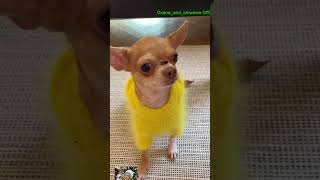 Hehe loveyou chihuahuadogbreed chihuahuapuppy cat chihuahuanation dogbreeds dogtypes [upl. by Xed]