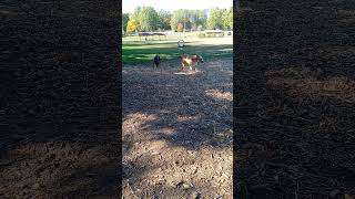 Dog park party pt 2 dog pitbull doggydaycare dogowner puppy puppycare puppyspot happypuppy [upl. by Hebert280]