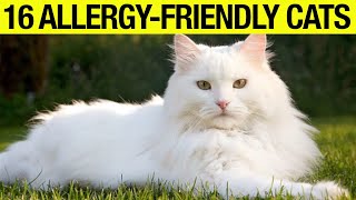 TOP 16 Hypoallergenic Cat Breeds No Shedding No Smell [upl. by Nazler]