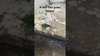 A leafhopper on the stairs 🦗 [upl. by Lubbock]