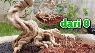 Cara program bonsai sancang dari 0 gerak akar dan batang yang sempurna By Mr Suria Dharmawan [upl. by Aleyam]