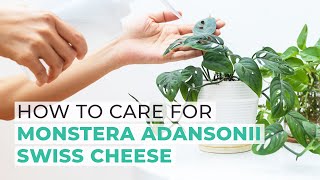 HOUSEPLANT CARE TIPS  HOW TO CARE FOR MONSTERA ADANSONII SWISS CHEESE [upl. by Pessa]