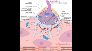 La transmission neuromusculaire [upl. by Anaek992]