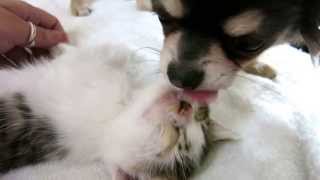 Chihuahua puppy loves his kitten [upl. by Lemert]