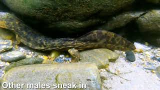 Hellbender Breeding Season Rare Behaviors [upl. by Sunday]