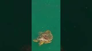 Barnacles on shell sea turtles seaturtles barnacles seaturtlerescue shortvideo [upl. by Ylnevaeh]