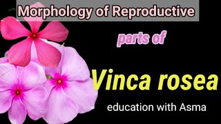 Morphology of Reproductive part of vinca rosea plant Education with Asma  Grade X Lecture3 [upl. by Nessy]