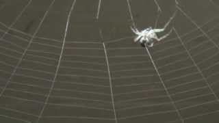 Itsy Bitsy Spider Song  Lyrics  Real Spider Spins Web  Science [upl. by Bock24]