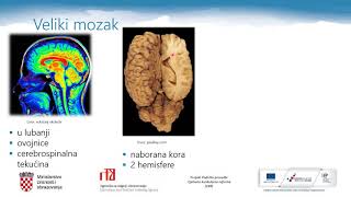 Biologija 3r SŠ  Regulacija i održavanje homeostaze  živčani sustav [upl. by Alana21]