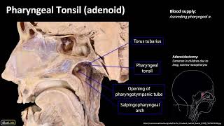 10 Pharyngeal Lymphatic Ring [upl. by Odanref]