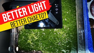 11 Popular Refugium Lights TESTED Super Charge Your Macro Algae With Data [upl. by Onid]