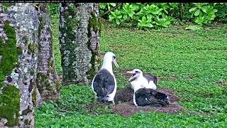 2018 Laysan Albatross Cam Season Is Live – Jan 25 2018 [upl. by Amarette]