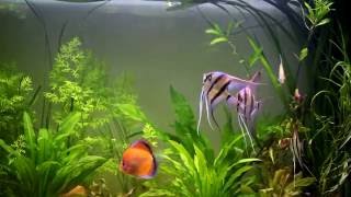 Pterophyllum Altum Growth Record [upl. by Otrebliw]