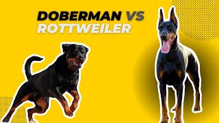 Doberman Vs Rottweiler the ultimate Showdown k9security Doberman Rottweiler guarddogs doglover [upl. by Romalda]