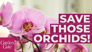 🌸How to Repot an Orchid🌸 [upl. by Lertram658]