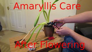 Amaryllis Care After Flowering [upl. by Artimid]