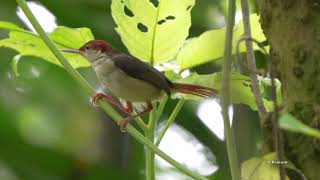 Rufous tailed Tailorbirds call [upl. by Ayot588]