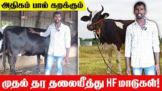 Cow Farm Tamil  அதிகம் பால் கறக்கும் முதல் தர தலையீத்து HF மாடுகள்🐮 HF Cow  jersey cow Moravasal [upl. by Solis]