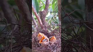 Bird in the nest moment [upl. by Retha]