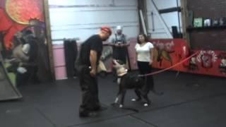 Schutzhund Protection TrainingVernon HillsILpart2912012 [upl. by Notsyrb]