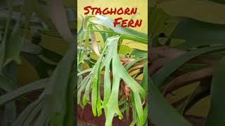 Staghorn fern । staghorn staghornfern peace houseplant indoorplants outdoors outdoorplants । [upl. by Aronle]