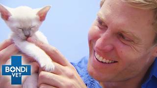 Too Young to Die Saving Critical Baby Animals 🐾  Best of Bondi Vet [upl. by Akienom]