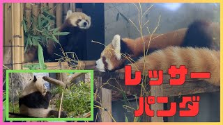 シャオシャオampレッサーパンダ 上野動物園 Giant Panda Xiao Xiao [upl. by Rachaba]