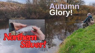 Autumn Grayling Fishing with a dry fly [upl. by Chavez]