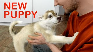 A New Husky Puppy Gets Acquainted With The House Funny Reaction Of Dogs And Cats To a Cute Puppy [upl. by Bruell831]